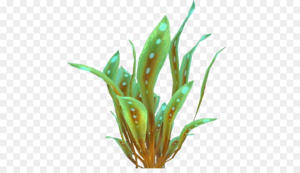 Водоросли на белом фоне