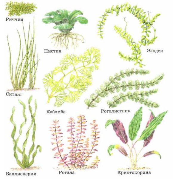 Атлас определитель растений 3 класс водоросли