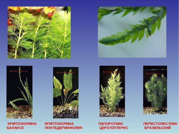Речные водоросли названия