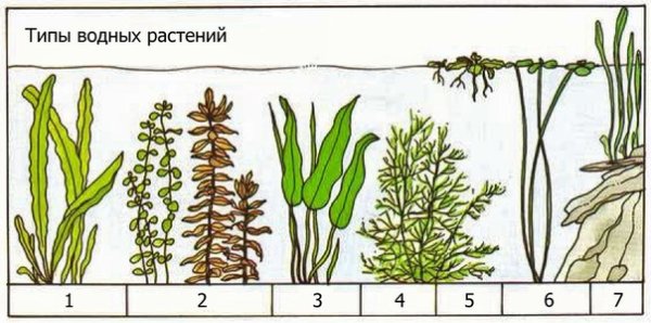 Зарисуйте аквариумные растения