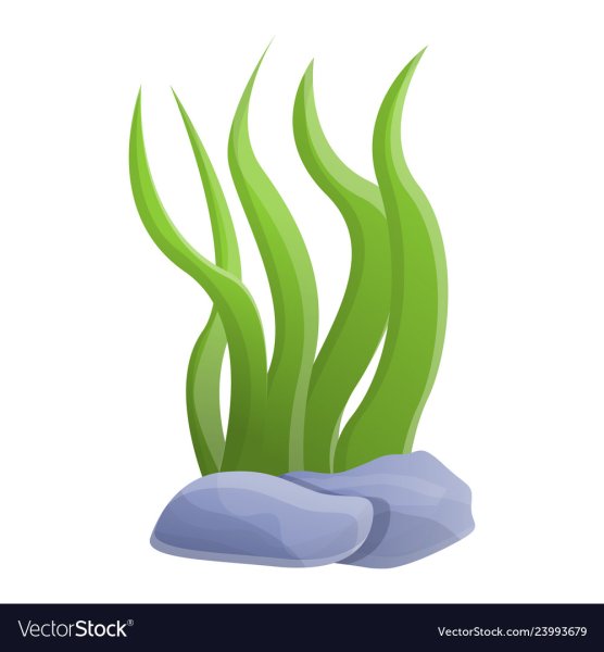 Морские водоросли для печати