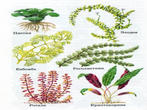 Водоросли вилы в картинках