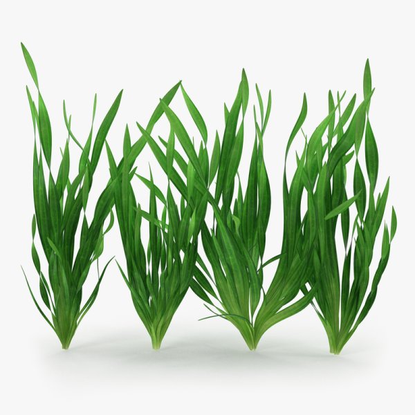 Валлиснерия Спиралис