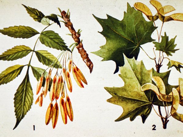 Крылатки ясеня и клена