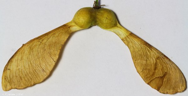 Ясень плоды Крылатки