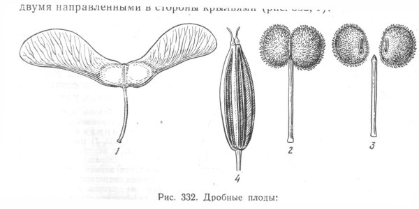 Плод клена схема