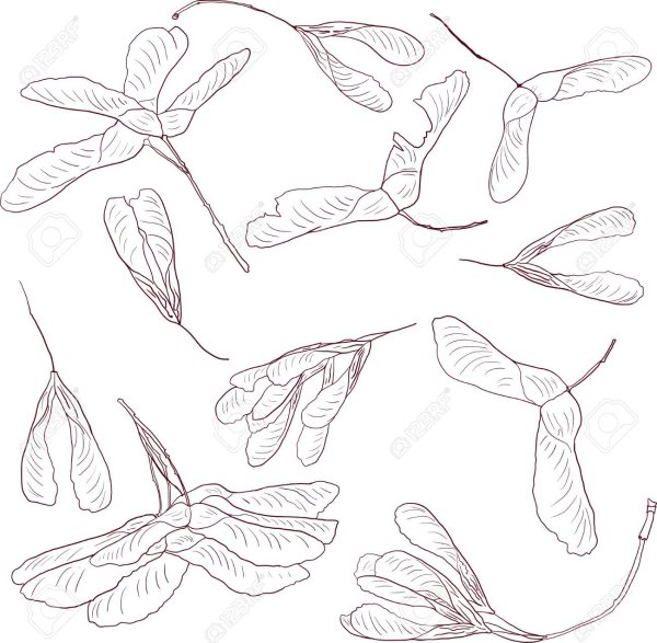 Семена клена раскраска