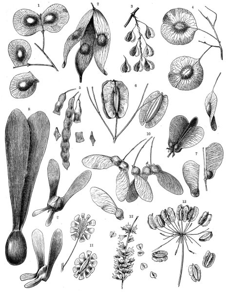 Семена Крылатки на растении