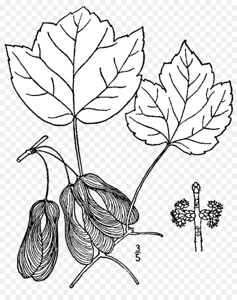 Плоды клена