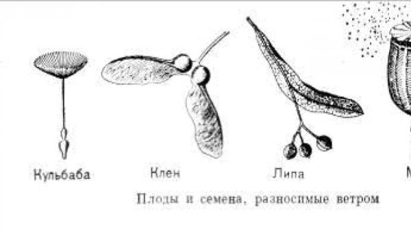 Строение плода липы