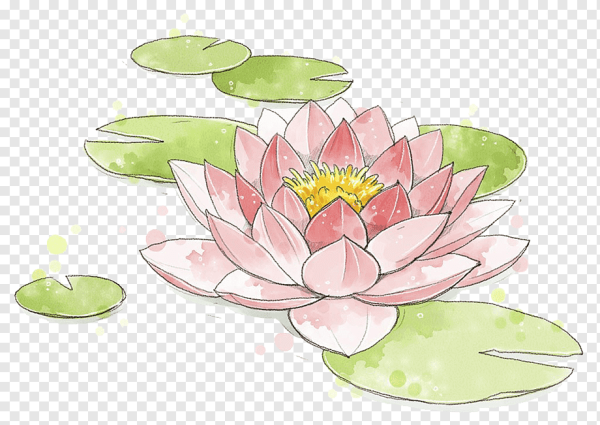 Лотос орехоносный рисунок