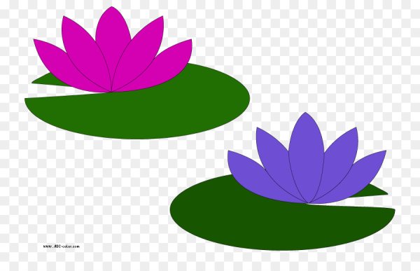 Кувшинка рисунок