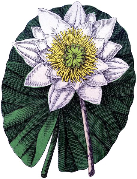 Кувшинка стилизованная