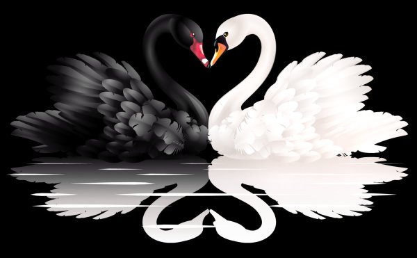 Лебедь на черном фоне