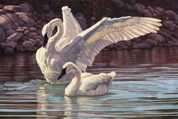 Лебеди Графика пастелью