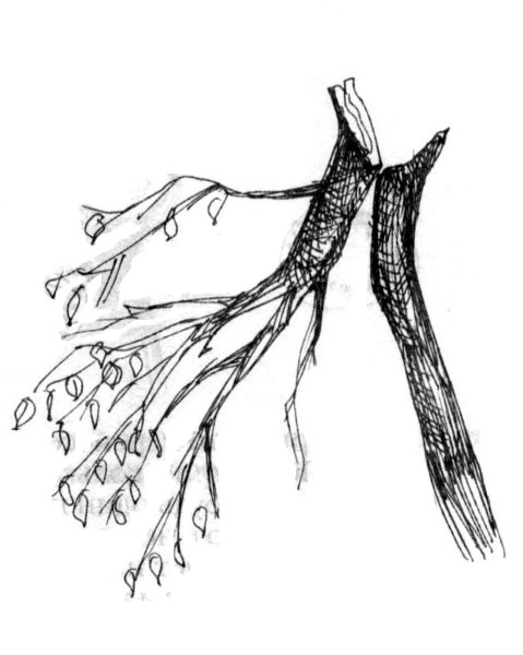 Сломанное дерево карандашом