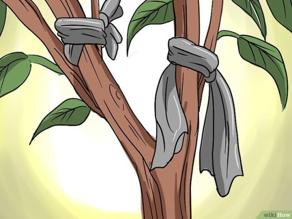 Сломанная ветка рисунок