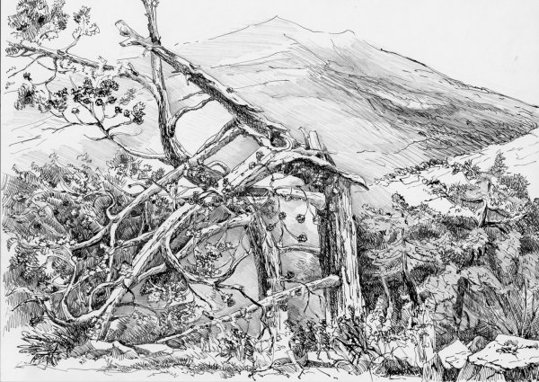 Эскиз сломанное дерево