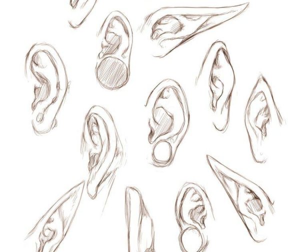 Ухо человека схема рисунок референс