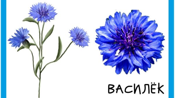 Цветковое растение примеры рисунок