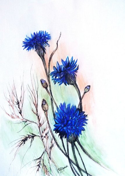 Василек Шитихин