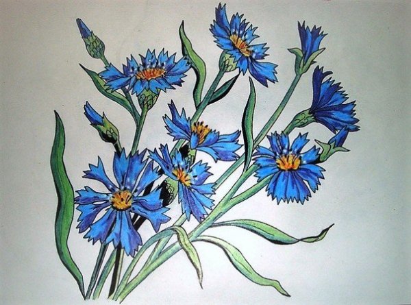 Васильки цветными карандашами