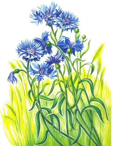 Крылов Василек басня