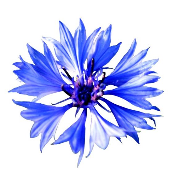 Лепестки василька