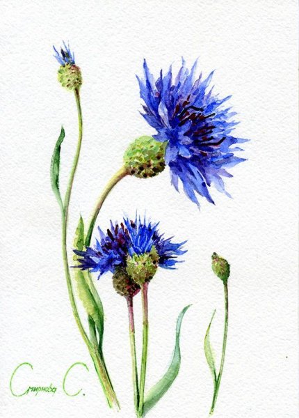 Василек Луговой ботаника