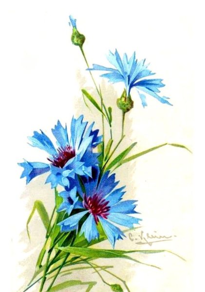 Василек акварель