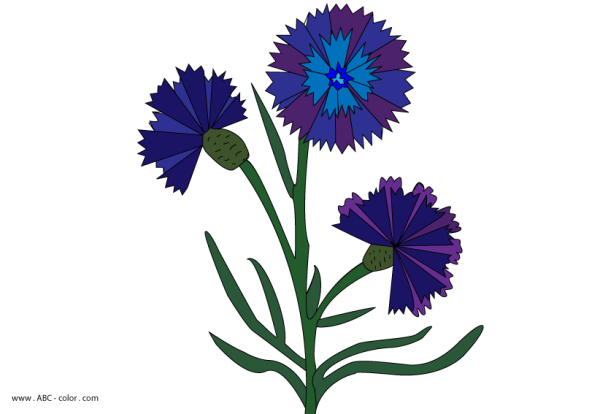 Василек для детей