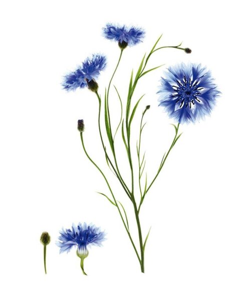 Василек цветок цветной