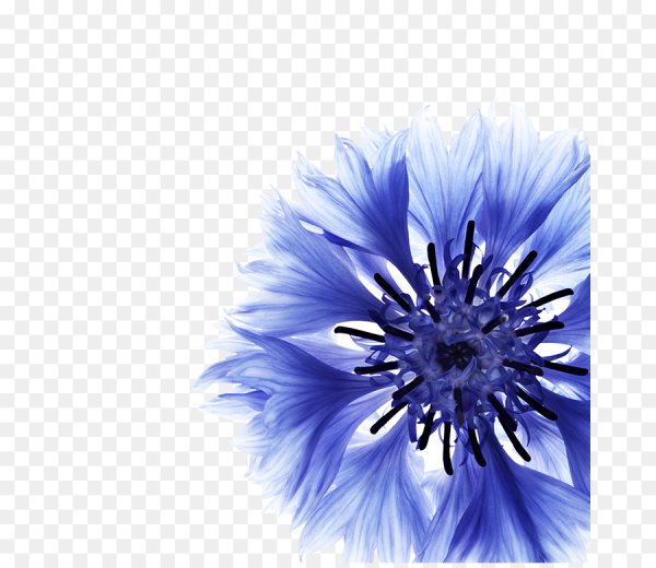 Василек цветы