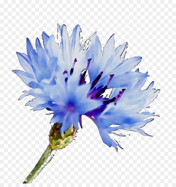 Василек цветы