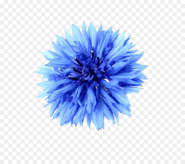 Василёк Блю бол