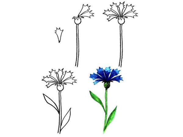 Василек карандашом