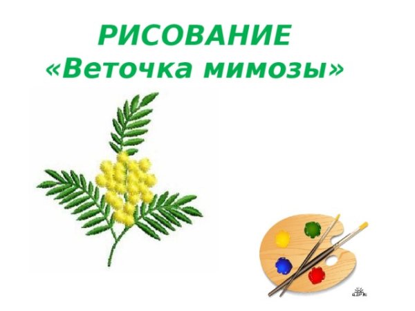 Презентация рисуем мимозу