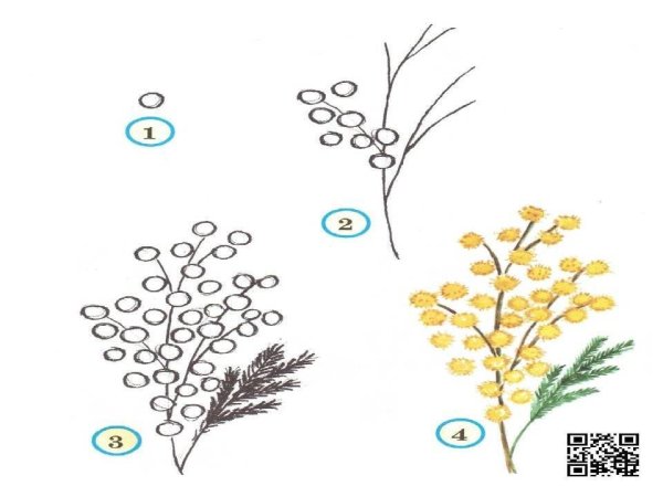 Рисование поэтапное мимозы для детей подготовительной группы