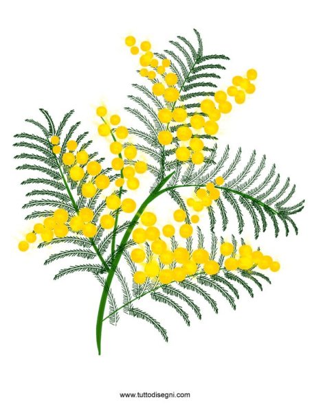 Мимоза рисунок