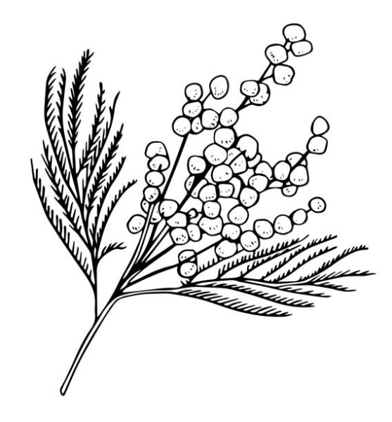 Мимоза раскраска для детей