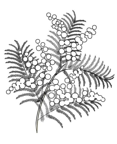 Мимоза контур