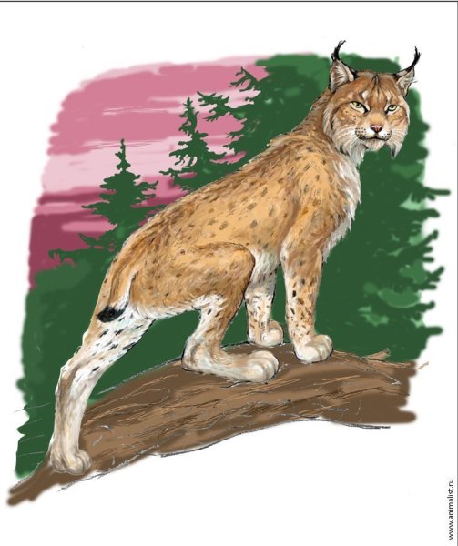 Рысь рисунок