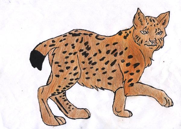 Рысь для детей