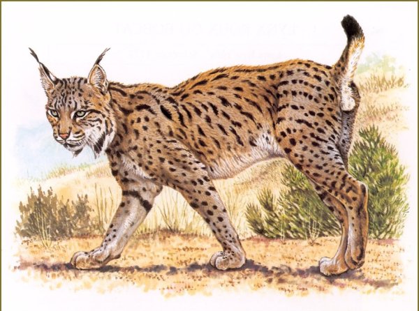 Роберт Даллет. Семейство кошачьи painted Felines by