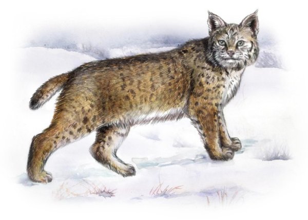 Рисование рыси для детей детского сада