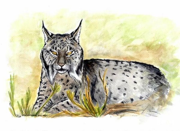 Рысь рисунок