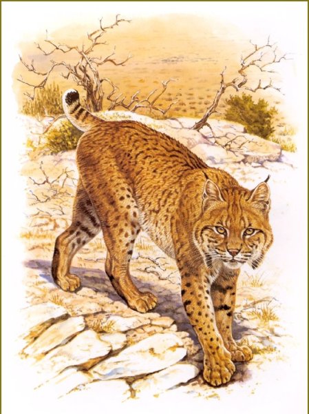 Рысь рисунок