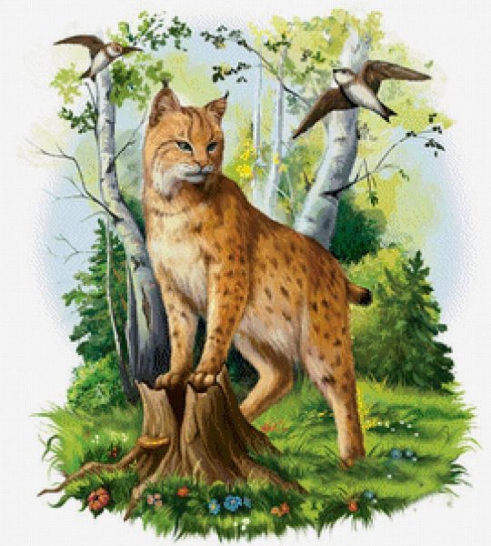 Рысь рисунок