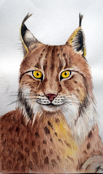 Мордочка рыси