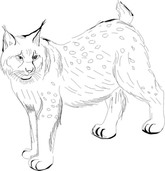 Рысь обыкновенная карандашом